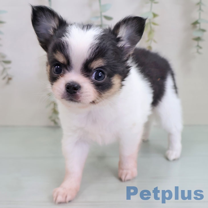 福岡県のチワワ(ロング) (ペットプラス 小倉南店/2025年10月30日生まれ/女の子/ブラックタンホワイト)の子犬の2枚目の画像