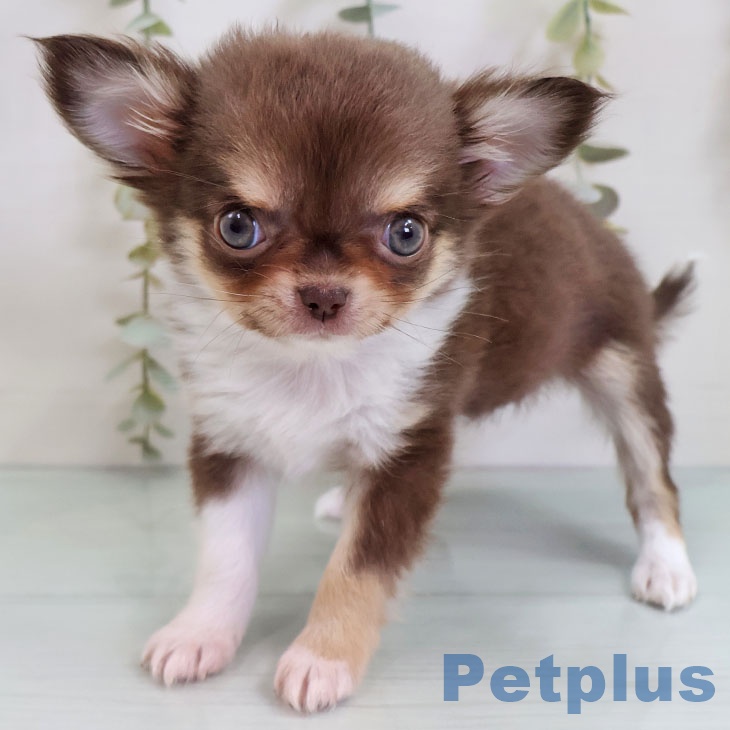 福岡県のチワワ(ロング) (ペットプラス 福岡店/2025年10月28日生まれ/女の子/チョコレートタンホワイト)の子犬の1枚目の画像