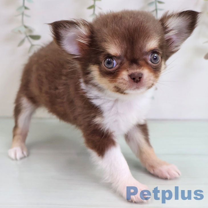 福岡県のチワワ(ロング) (ペットプラス 福岡店/2025年10月28日生まれ/女の子/チョコレートタンホワイト)の子犬の2枚目の画像