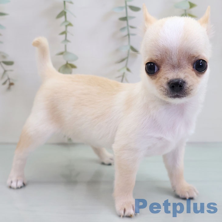 福岡県のチワワ(ロング) (ペットプラス 八幡東店/2025年10月27日生まれ/男の子/クリームホワイト)の子犬の2枚目の画像