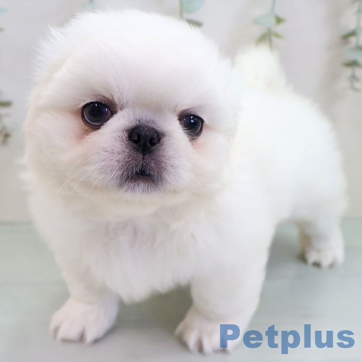 熊本県のペキニーズ (ペットプラス 熊本店/2025年11月3日生まれ/男の子/ホワイト)の子犬の1枚目の画像