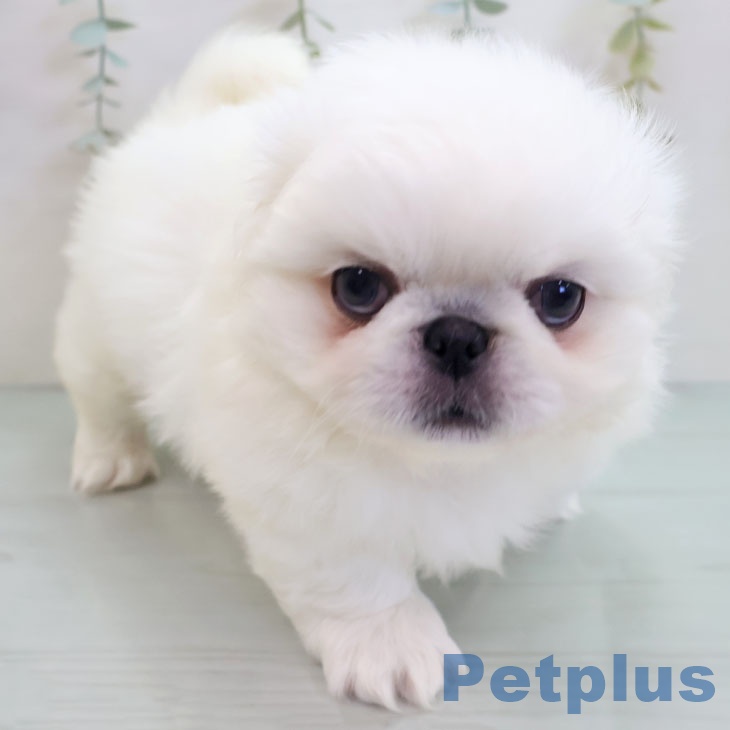 熊本県のペキニーズ (ペットプラス 熊本店/2025年11月3日生まれ/男の子/ホワイト)の子犬の2枚目の画像