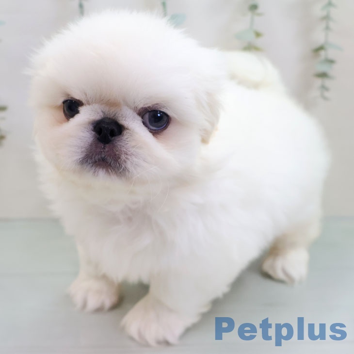 福岡県のペキニーズ (ペットプラス ららぽーと福岡店/2025年11月3日生まれ/男の子/ホワイト)の子犬の2枚目の画像