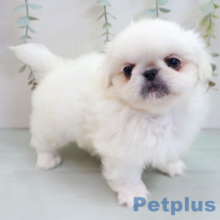 福岡県のペキニーズ (ペットプラス 八幡東店/2025年11月3日生まれ/男の子/ホワイト)の子犬の2枚目の画像