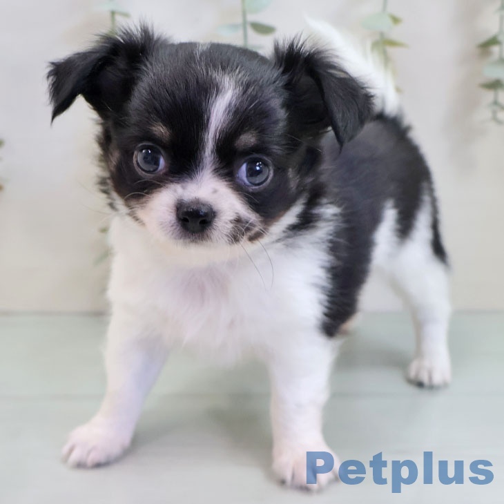 宮崎県のチワワ(ロング) (ペットプラス 宮崎店/2025年11月3日生まれ/男の子/ブラックタンホワイト)の子犬の1枚目の画像