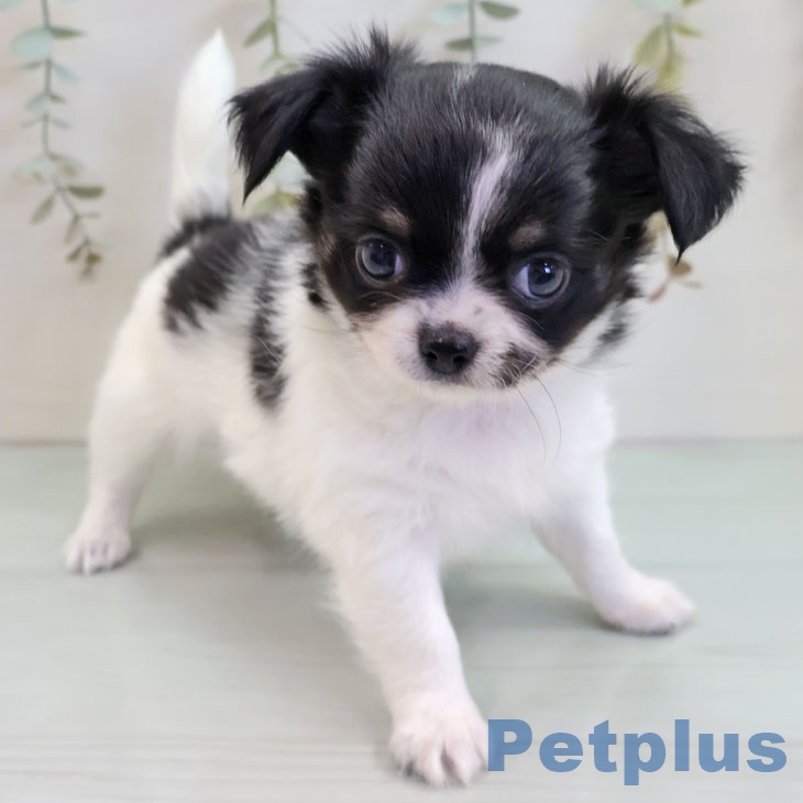 宮崎県のチワワ(ロング) (ペットプラス 宮崎店/2025年11月3日生まれ/男の子/ブラックタンホワイト)の子犬の2枚目の画像