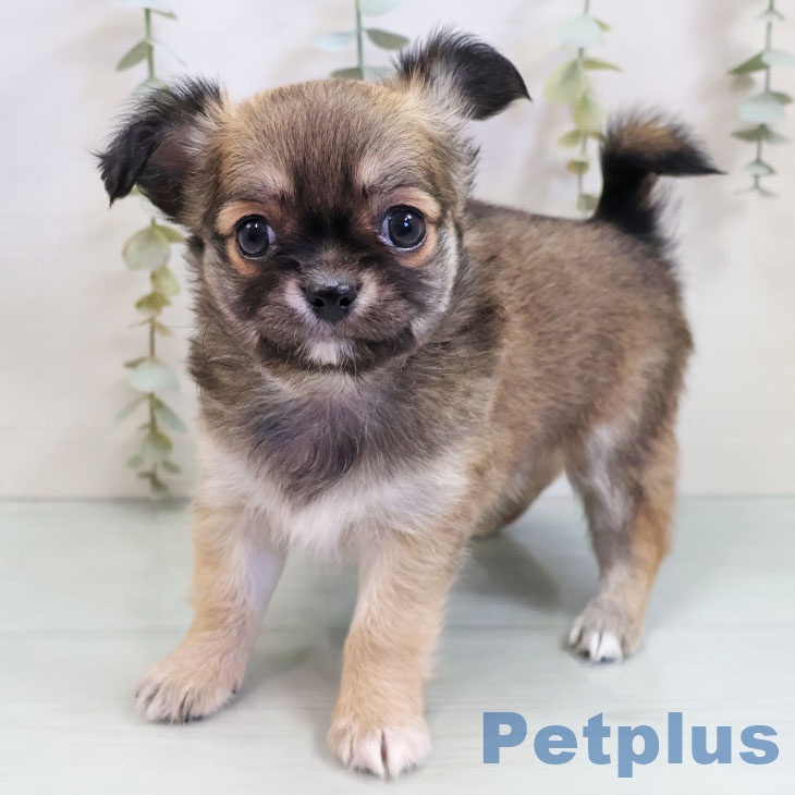 福岡県のチワワ(ロング) (ペットプラス 八幡東店/2025年11月3日生まれ/男の子/フォーンホワイト)の子犬の1枚目の画像