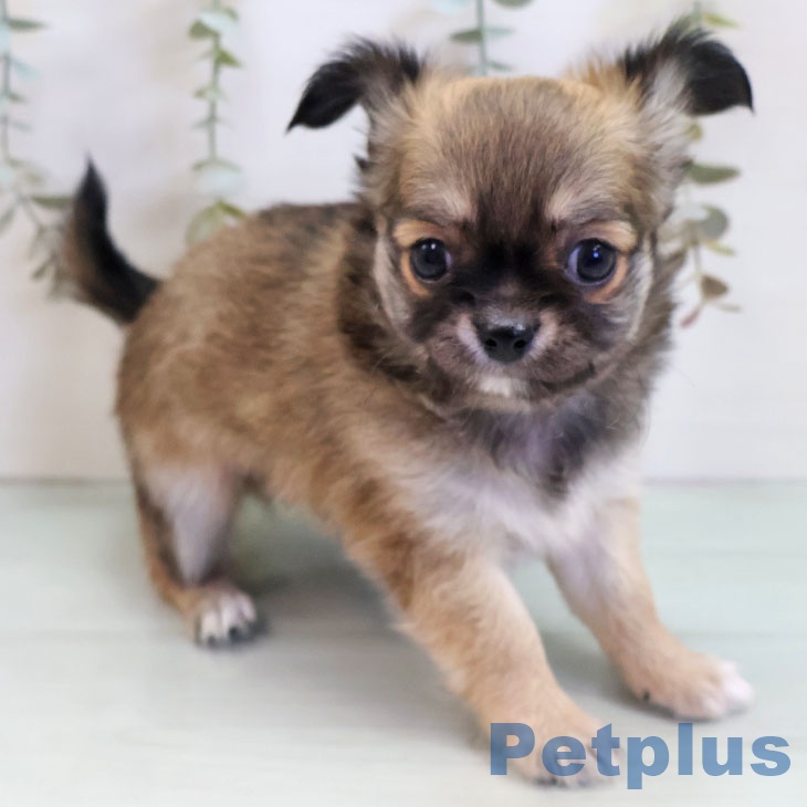 福岡県のチワワ(ロング) (ペットプラス 八幡東店/2025年11月3日生まれ/男の子/フォーンホワイト)の子犬の2枚目の画像