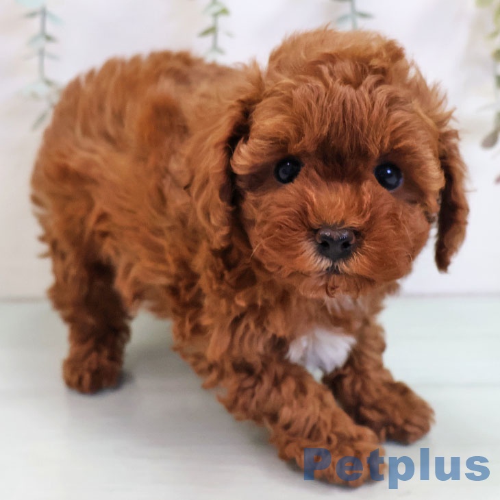 福岡県のトイプードル(トイ) (ペットプラス 香椎浜店/2025年11月3日生まれ/男の子/レッド)の子犬の1枚目の画像