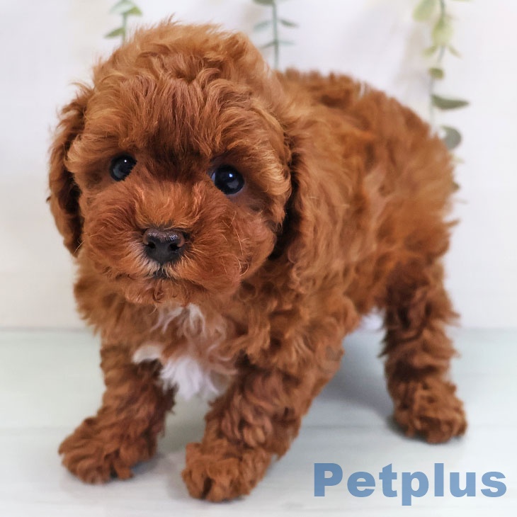 福岡県のトイプードル(トイ) (ペットプラス 香椎浜店/2025年11月3日生まれ/男の子/レッド)の子犬の2枚目の画像