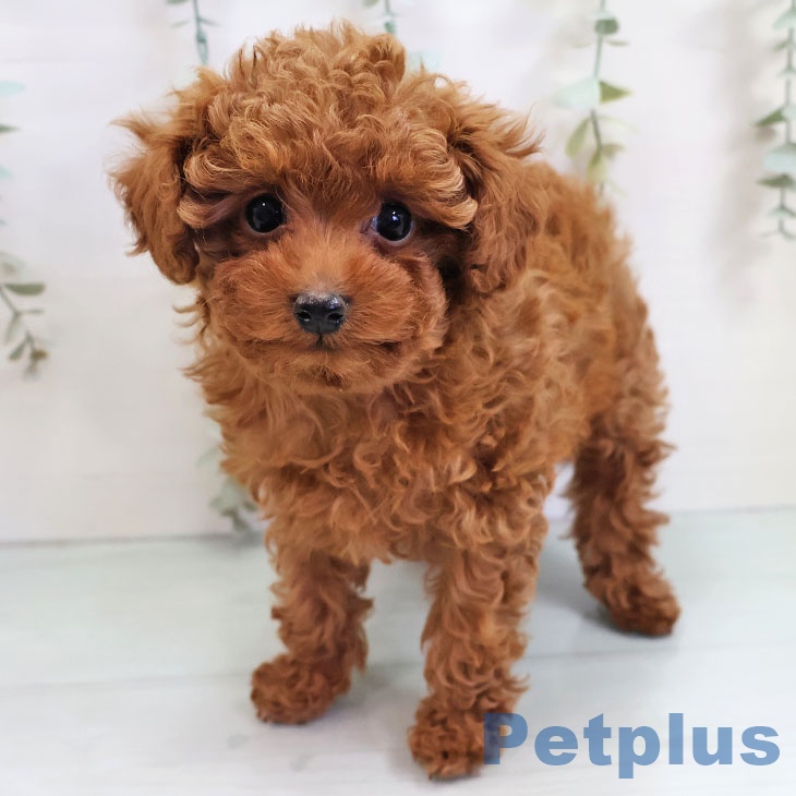 福岡県のトイプードル(トイ) (ペットプラス 八幡東店/2025年11月3日生まれ/女の子/レッド)の子犬の1枚目の画像