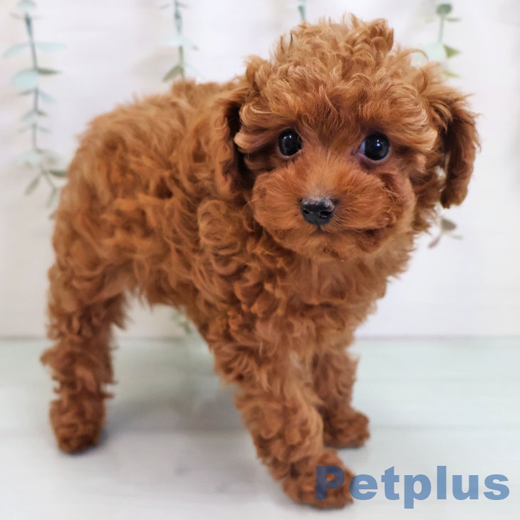 福岡県のトイプードル(トイ) (ペットプラス 八幡東店/2025年11月3日生まれ/女の子/レッド)の子犬の2枚目の画像