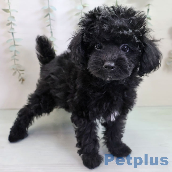 福岡県のトイプードル(トイ) (ペットプラス 福岡伊都店/2025年11月5日生まれ/男の子/ブラック)の子犬の1枚目の画像