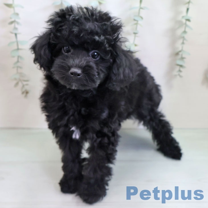 福岡県のトイプードル(トイ) (ペットプラス 福岡伊都店/2025年11月5日生まれ/男の子/ブラック)の子犬の2枚目の画像