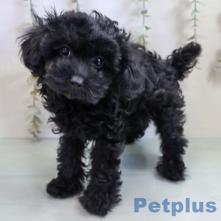 福岡県のトイプードル(トイ) (ペットプラス 八幡東店/2025年11月5日生まれ/女の子/ブラック)の子犬の1枚目の画像