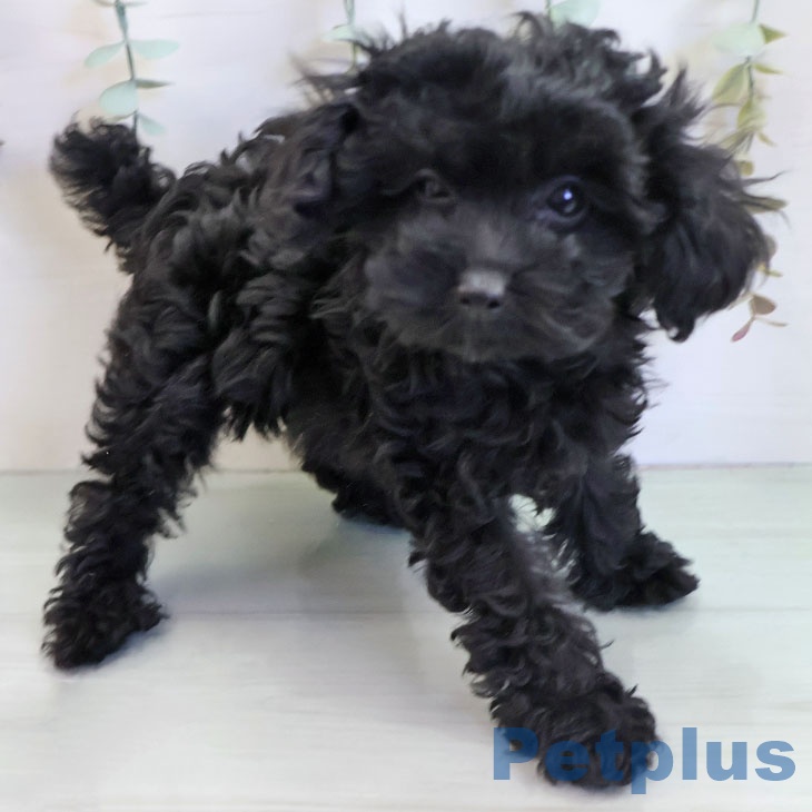 福岡県のトイプードル(トイ) (ペットプラス 八幡東店/2025年11月5日生まれ/女の子/ブラック)の子犬の2枚目の画像