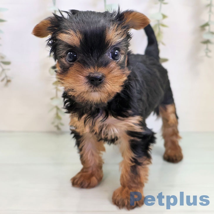 福岡県のヨークシャーテリア (ペットプラス 八幡東店/2025年11月6日生まれ/女の子/スチールブルータン)の子犬の2枚目の画像