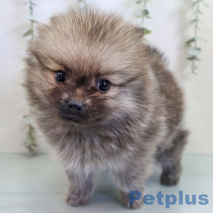 福岡県のポメラニアン (ペットプラス 八幡東店/2025年11月6日生まれ/男の子/ウルフセーブル)の子犬の1枚目の画像