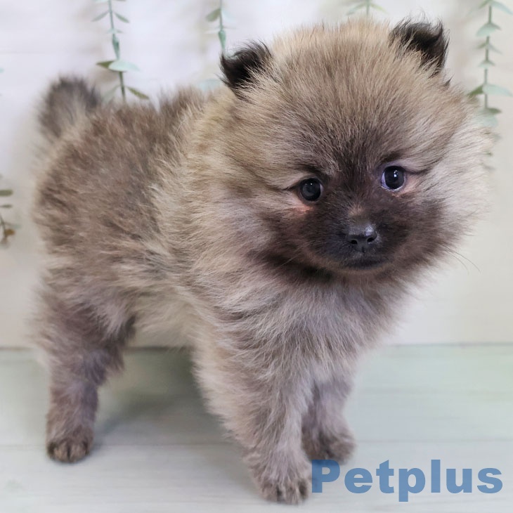 沖縄県のポメラニアン (ペットプラス 沖縄ライカム店/2025年11月6日生まれ/女の子/ウルフセーブル)の子犬の1枚目の画像