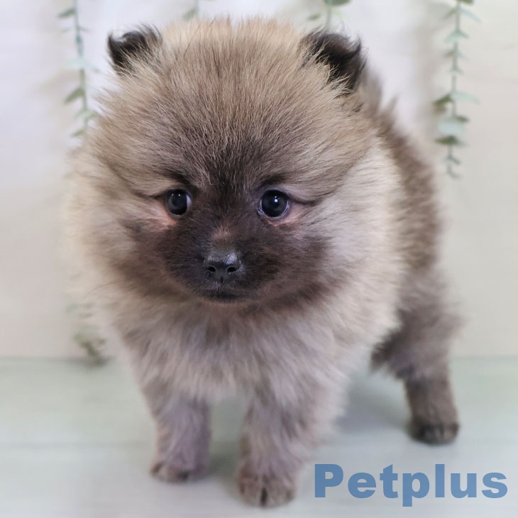 沖縄県のポメラニアン (ペットプラス 沖縄ライカム店/2025年11月6日生まれ/女の子/ウルフセーブル)の子犬の2枚目の画像