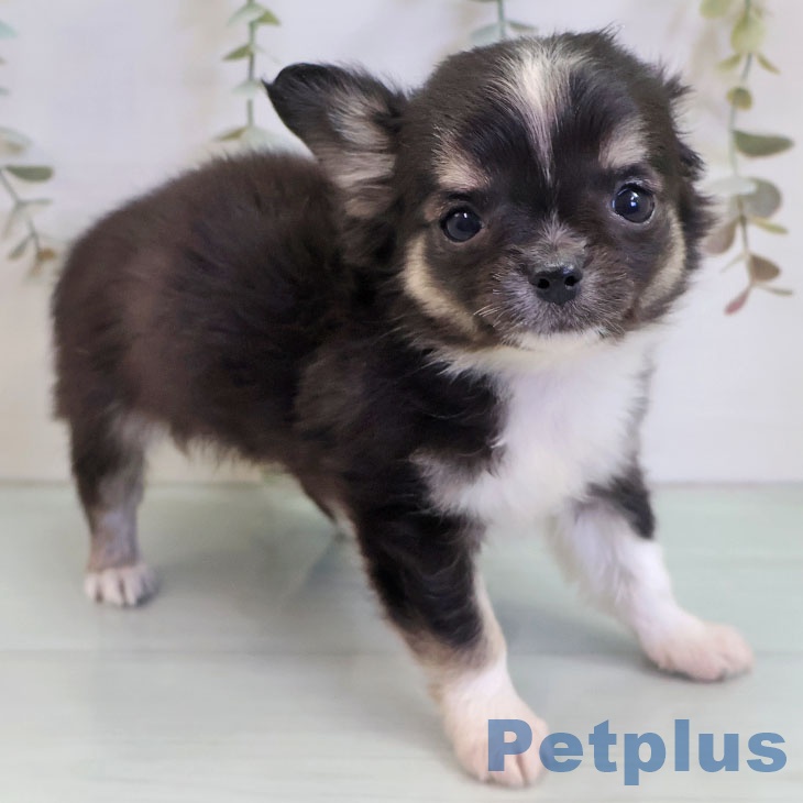 福岡県のチワワ(ロング) (ペットプラス 福岡伊都店/2025年11月6日生まれ/男の子/ブラックタンホワイト)の子犬の1枚目の画像