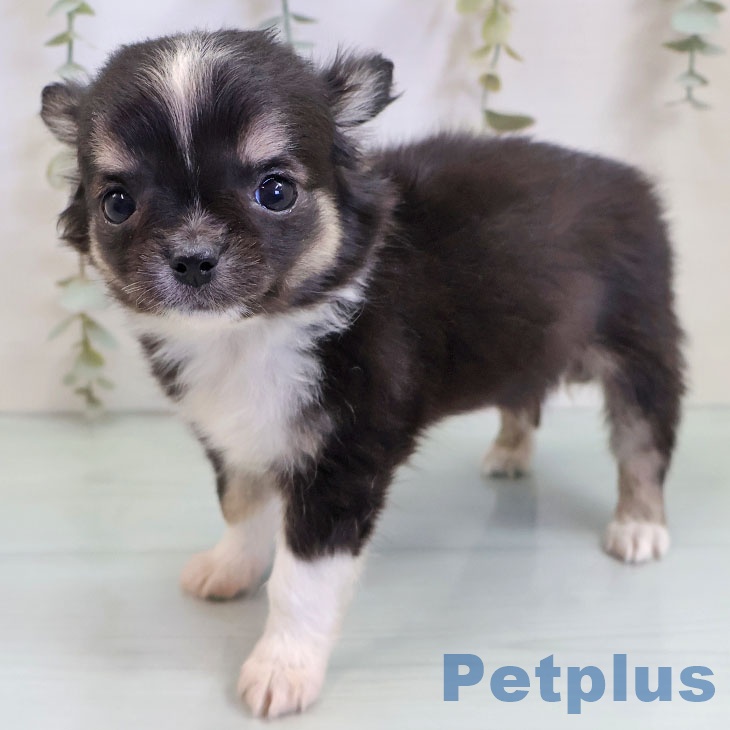 福岡県のチワワ(ロング) (ペットプラス 福岡伊都店/2025年11月6日生まれ/男の子/ブラックタンホワイト)の子犬の2枚目の画像