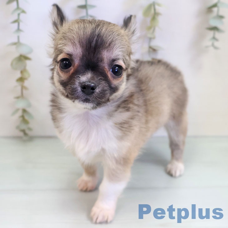 福岡県のチワワ(ロング) (ペットプラス 香椎浜店/2025年11月6日生まれ/男の子/フォーンホワイト)の子犬の1枚目の画像