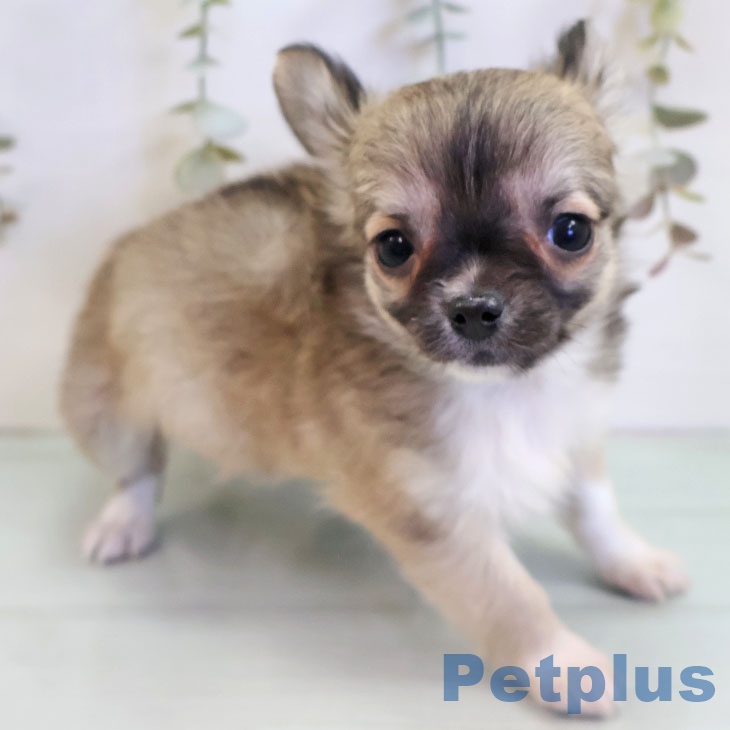 福岡県のチワワ(ロング) (ペットプラス 香椎浜店/2025年11月6日生まれ/男の子/フォーンホワイト)の子犬の2枚目の画像