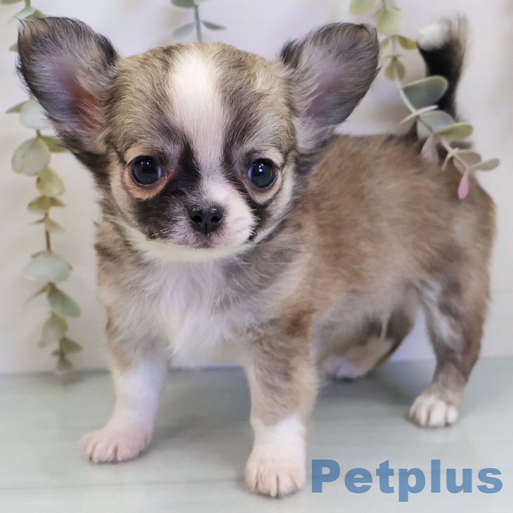 福岡県のチワワ(ロング) (ペットプラス 小倉南店/2025年11月6日生まれ/男の子/フォーンホワイト)の子犬の1枚目の画像