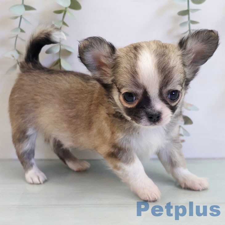 福岡県のチワワ(ロング) (ペットプラス 小倉南店/2025年11月6日生まれ/男の子/フォーンホワイト)の子犬の2枚目の画像