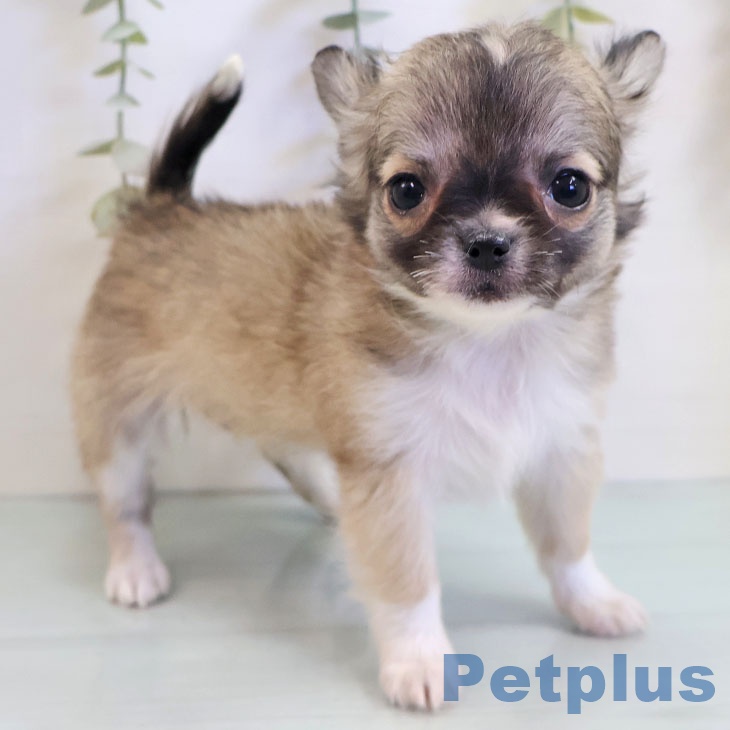 福岡県のチワワ(ロング) (ペットプラス MARK IS 福岡ももち店/2025年11月6日生まれ/女の子/フォーンホワイト)の子犬の1枚目の画像