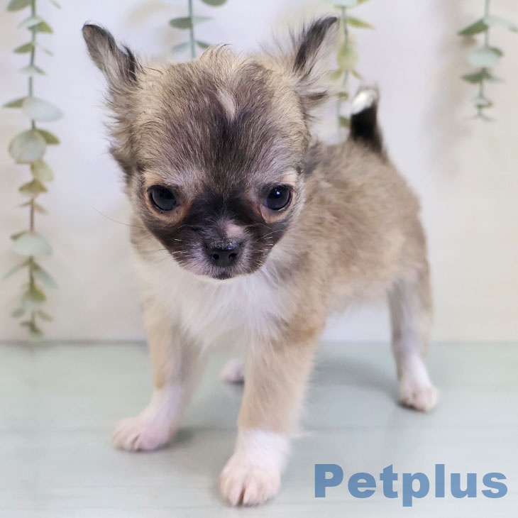 福岡県のチワワ(ロング) (ペットプラス MARK IS 福岡ももち店/2025年11月6日生まれ/女の子/フォーンホワイト)の子犬の2枚目の画像