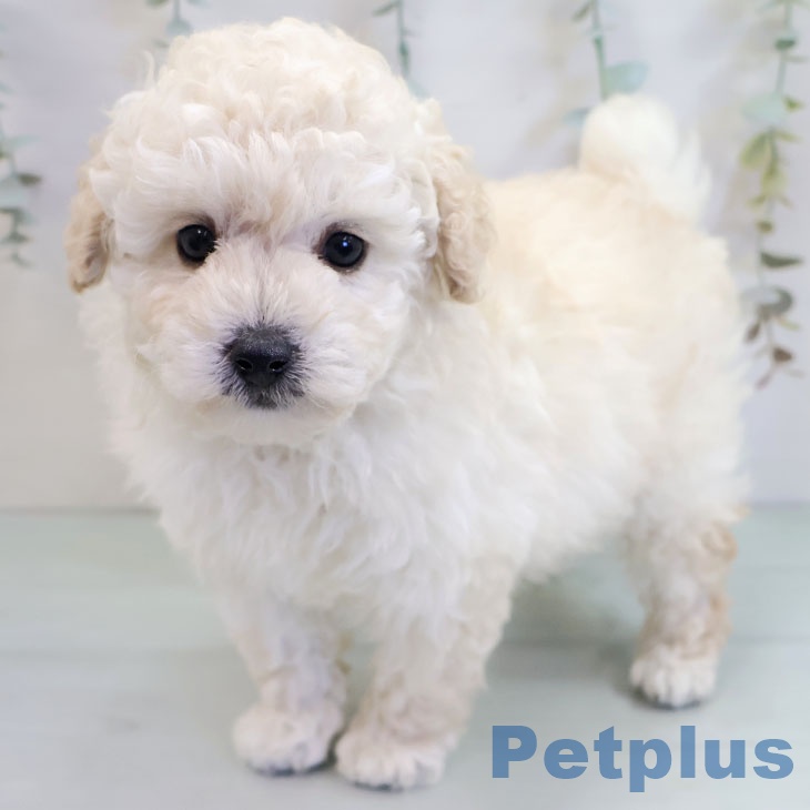 福岡県のトイプードル(トイ) (ペットプラス 八幡東店/2025年11月6日生まれ/男の子/ホワイト)の子犬の1枚目の画像