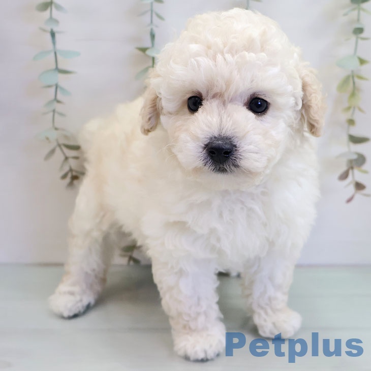 福岡県のトイプードル(トイ) (ペットプラス 八幡東店/2025年11月6日生まれ/男の子/ホワイト)の子犬の2枚目の画像