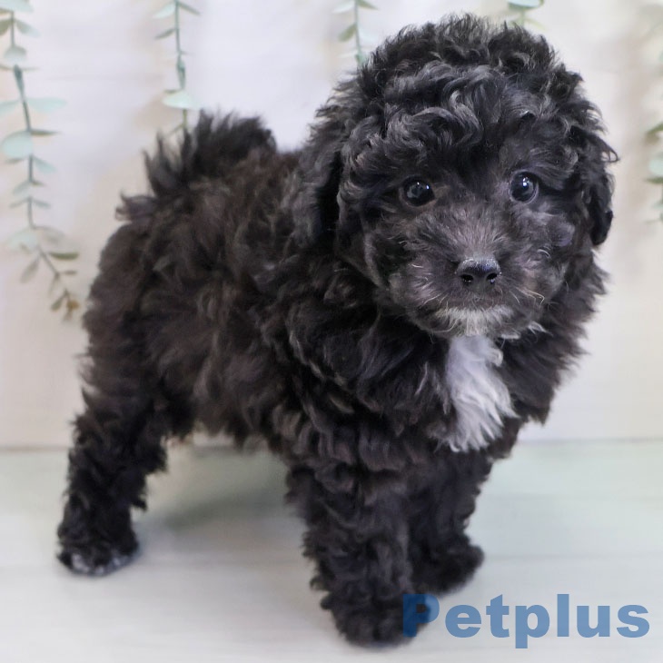 福岡県のトイプードル(トイ) (ペットプラス 小倉南店/2025年11月6日生まれ/女の子/シルバー)の子犬の1枚目の画像