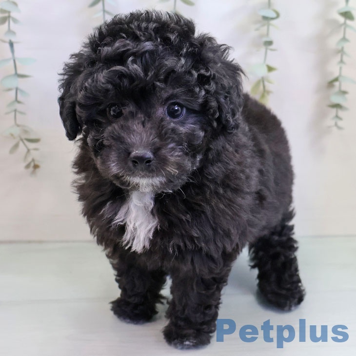 福岡県のトイプードル(トイ) (ペットプラス 小倉南店/2025年11月6日生まれ/女の子/シルバー)の子犬の2枚目の画像