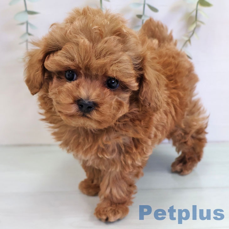 福岡県のトイプードル(トイ) (ペットプラス ららぽーと福岡店/2025年11月5日生まれ/男の子/レッド)の子犬の1枚目の画像