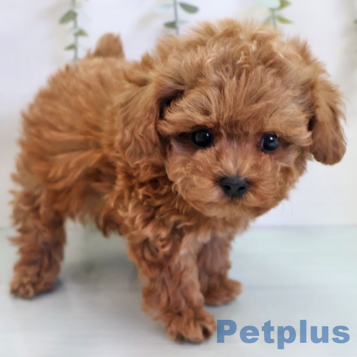 福岡県のトイプードル(トイ) (ペットプラス ららぽーと福岡店/2025年11月5日生まれ/男の子/レッド)の子犬の2枚目の画像