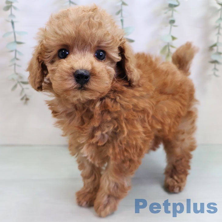 沖縄県のトイプードル(トイ) (ペットプラス 南風原店/2025年11月5日生まれ/女の子/レッド)の子犬の1枚目の画像
