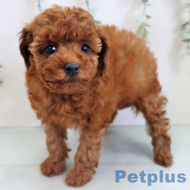 熊本県のトイプードル(トイ) (ペットプラス 熊本店/2025年11月5日生まれ/女の子/レッド)の子犬の1枚目の画像