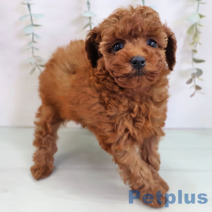 熊本県のトイプードル(トイ) (ペットプラス 熊本店/2025年11月5日生まれ/女の子/レッド)の子犬の2枚目の画像