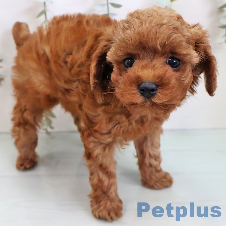 福岡県のトイプードル(トイ) (ペットプラス 八幡東店/2025年11月5日生まれ/女の子/レッド)の子犬の1枚目の画像