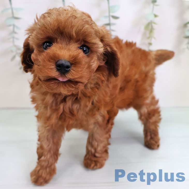 福岡県のトイプードル(トイ) (ペットプラス 八幡東店/2025年11月5日生まれ/女の子/レッド)の子犬の2枚目の画像