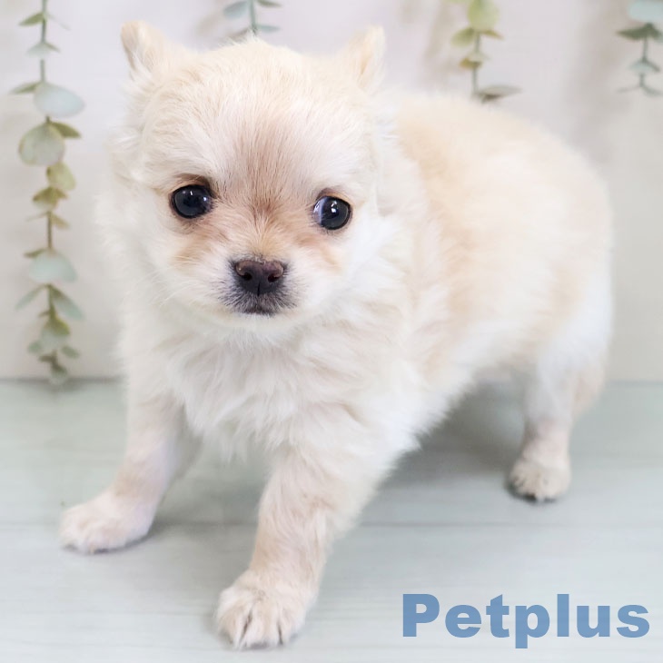 福岡県のチワワ(ロング) (ペットプラス 香椎浜店/2025年11月5日生まれ/男の子/クリームホワイト)の子犬の2枚目の画像