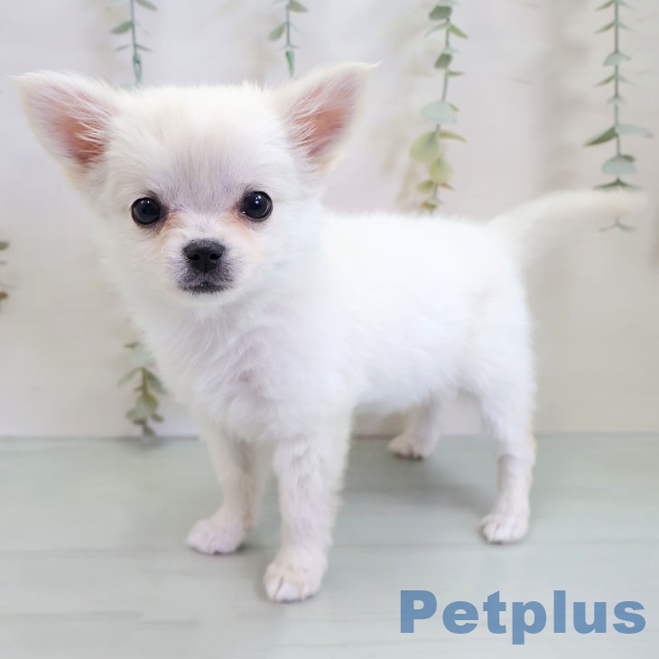 熊本県のチワワ(ロング) (ペットプラス 熊本店/2025年10月28日生まれ/女の子/ホワイトクリーム)の子犬の1枚目の画像