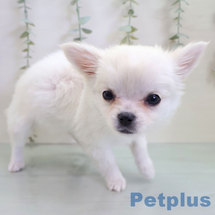 熊本県のチワワ(ロング) (ペットプラス 熊本店/2025年10月28日生まれ/女の子/ホワイトクリーム)の子犬の2枚目の画像