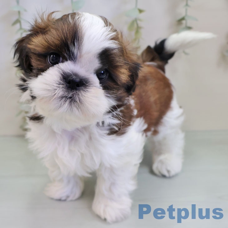 福岡県のシーズー (ペットプラス 香椎浜店/2025年11月6日生まれ/男の子/ゴールドホワイト)の子犬の1枚目の画像