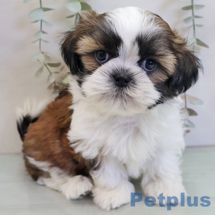 福岡県のシーズー (ペットプラス MARK IS 福岡ももち店/2025年11月6日生まれ/男の子/ゴールドホワイト)の子犬の1枚目の画像