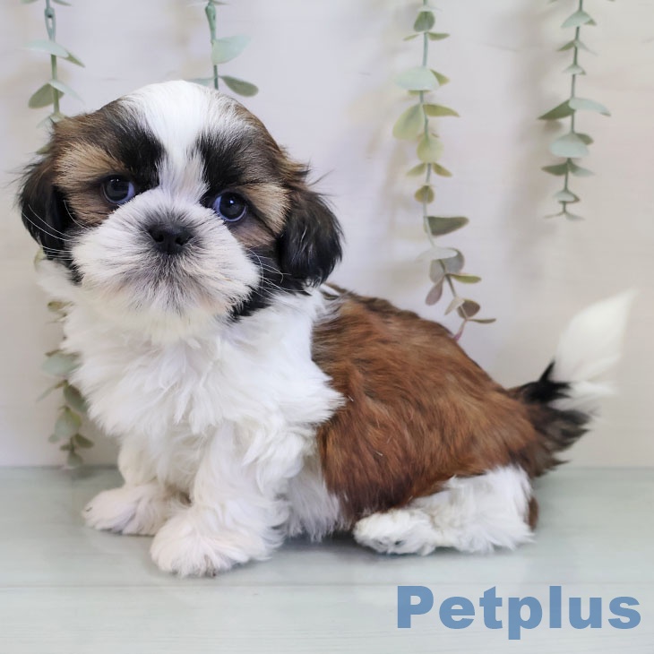 福岡県のシーズー (ペットプラス MARK IS 福岡ももち店/2025年11月6日生まれ/男の子/ゴールドホワイト)の子犬の2枚目の画像