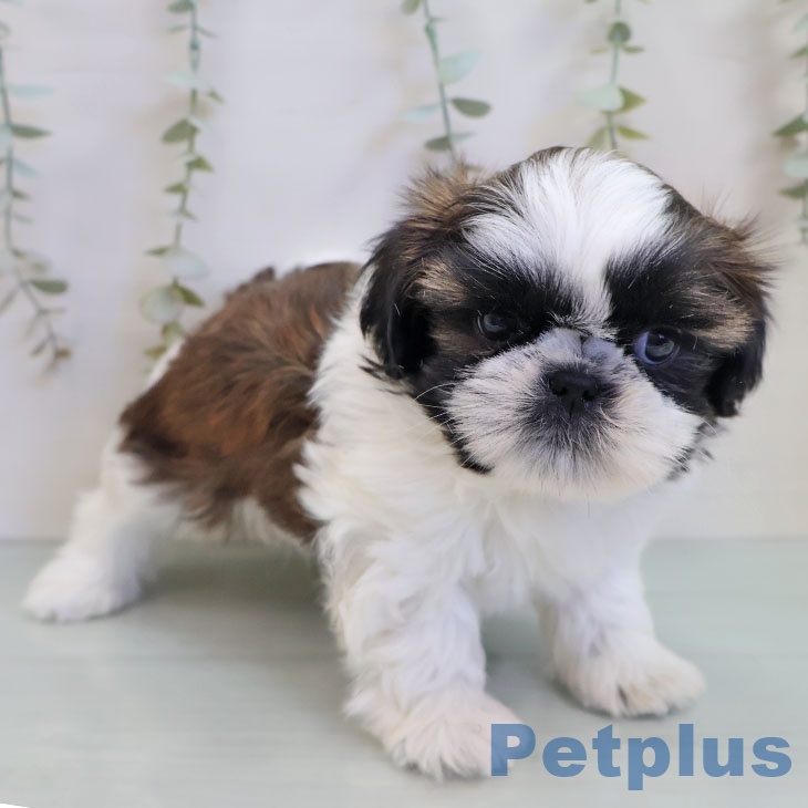 福岡県のシーズー (ペットプラス 八幡東店/2025年11月6日生まれ/女の子/ゴールドホワイト)の子犬の1枚目の画像